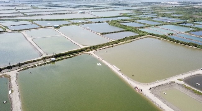 台鹽綠能簽約推動漁電共生的台南沿海漁塭現況。（圖：台鹽綠能提供）