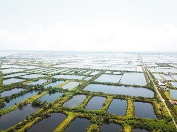 台鹽綠能發展漁電共生，要在台南700多公頃的漁塭上建太陽能板。 圖／台鹽綠能提供