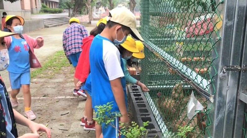 金熊級鶯歌國小學生透過黑水虻飼養蛋雞。圖／新北市環保局提供