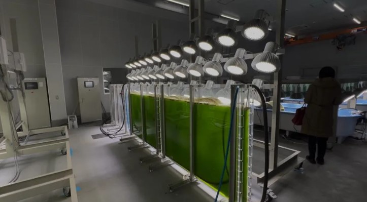 日本打造全球最適合培養海藻的環境。圖／台視新聞