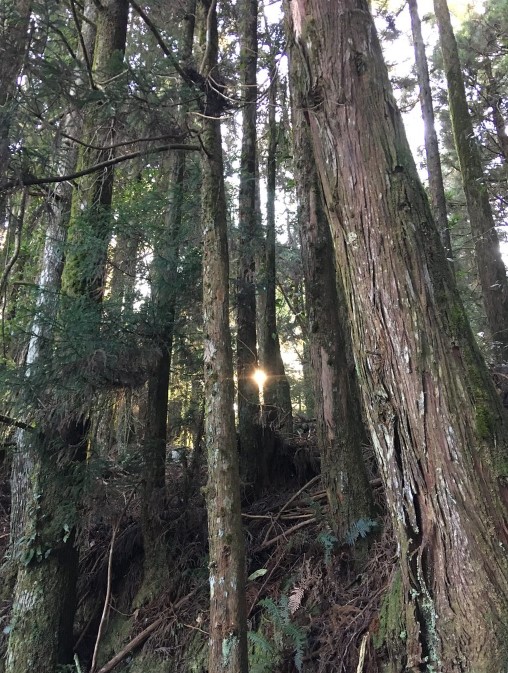 一般造林樹種的樹體較為粗壯，較果樹的儲碳量高。圖為位於谷關馬崙山的杉木。圖片來源：柳婉郁教授團隊提供