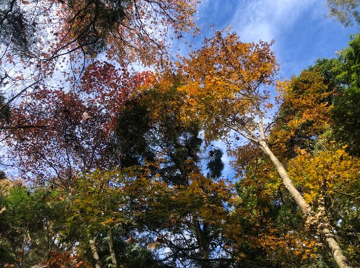 闊葉樹生長速度較針葉樹快，固碳效率也更佳。圖為奧萬大 的青楓。圖片來源：柳婉郁教授團隊